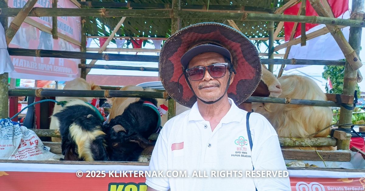 Usia Bukan Halangan Beternak, Dibalik Kandang Berjalan Karnaval HUT RI Ke-80 Papua Selatan