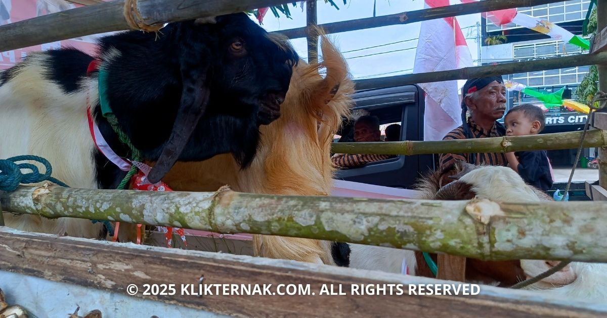 Usia Bukan Halangan Beternak, Dibalik Kandang Berjalan Karnaval HUT RI Ke-80 Papua Selatan