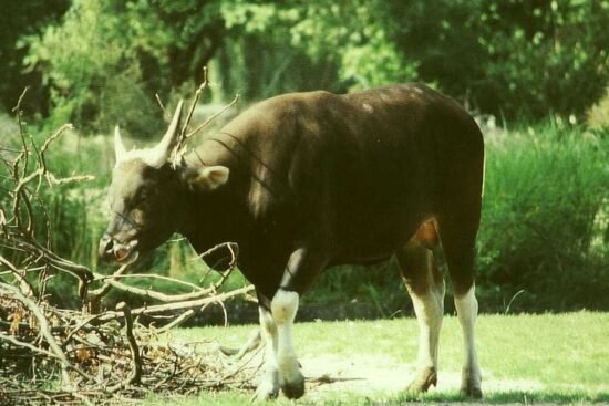 800px Bos javanicus male