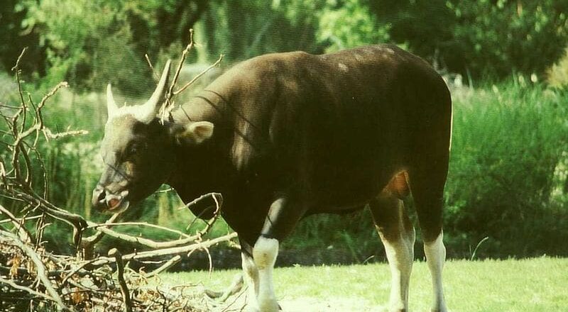 800px Bos javanicus male