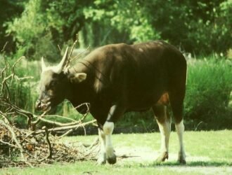 800px Bos javanicus male