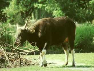 800px Bos javanicus male