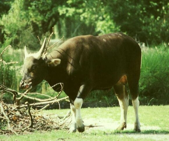 800px Bos javanicus male