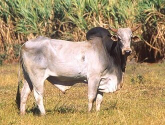 Fauna Sapi Ongole Sapi Potong Terbaik Daerah Tropis 01