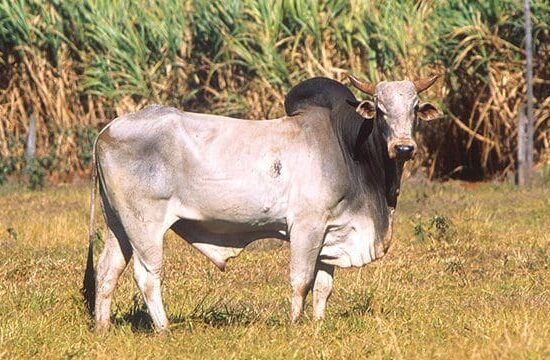 Fauna Sapi Ongole Sapi Potong Terbaik Daerah Tropis 01