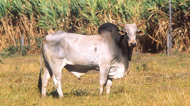 Fauna Sapi Ongole Sapi Potong Terbaik Daerah Tropis 01
