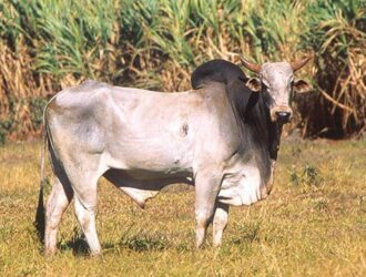 Fauna Sapi Ongole Sapi Potong Terbaik Daerah Tropis 01