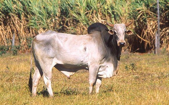Fauna Sapi Ongole Sapi Potong Terbaik Daerah Tropis 01