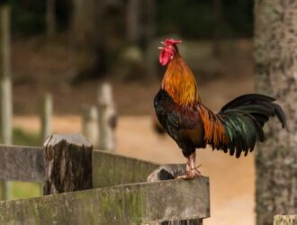 ricardo porto 1qctikWaSD8 unsplash