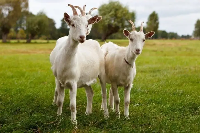 Kambing
