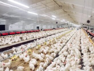 Keadaan Kandang Ayam Potong