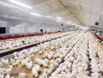 Keadaan Kandang Ayam Potong