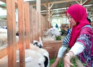 aldhiana peternak muda wonosobo