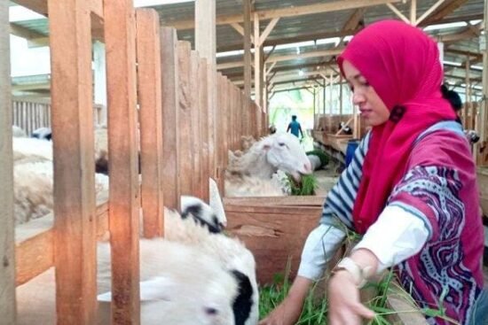 aldhiana peternak muda wonosobo