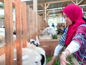 aldhiana peternak muda wonosobo