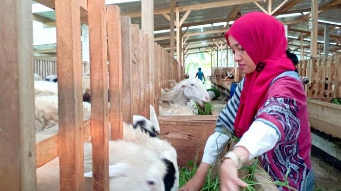 aldhiana peternak muda wonosobo