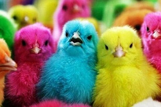 ayam warna warni 20170323 213443