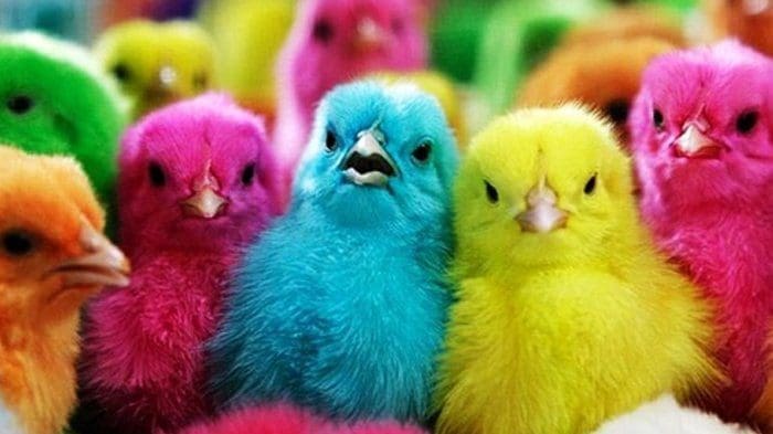 ayam warna warni 20170323 213443