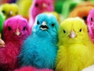 ayam warna warni 20170323 213443