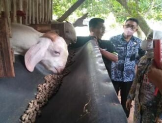 potensi ternak kambing khas bangkalan