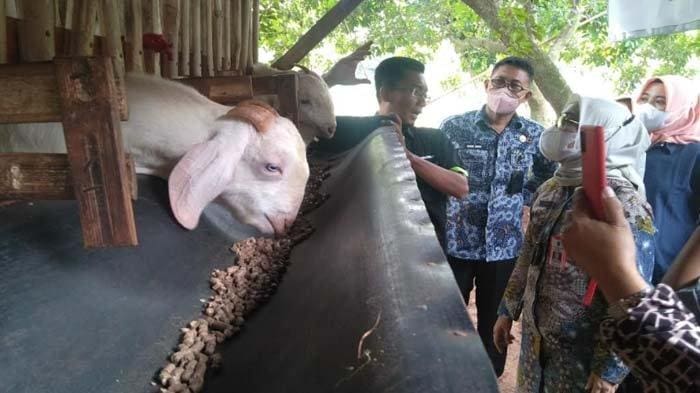 potensi ternak kambing khas bangkalan