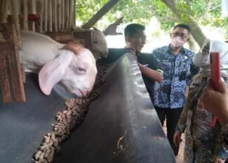 potensi ternak kambing khas bangkalan
