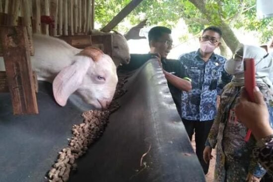 potensi ternak kambing khas bangkalan
