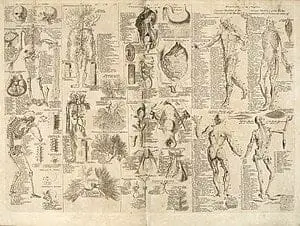 Anatomical chart2C Cyclopaedia2C 17282C volume 12C between pages 84 and 85
