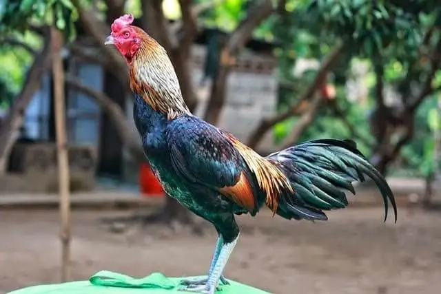 Ciri ciri Ayam Birma Ori e1570230920752