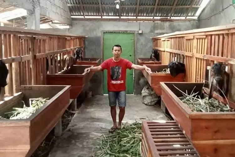 Kambing etawa 2