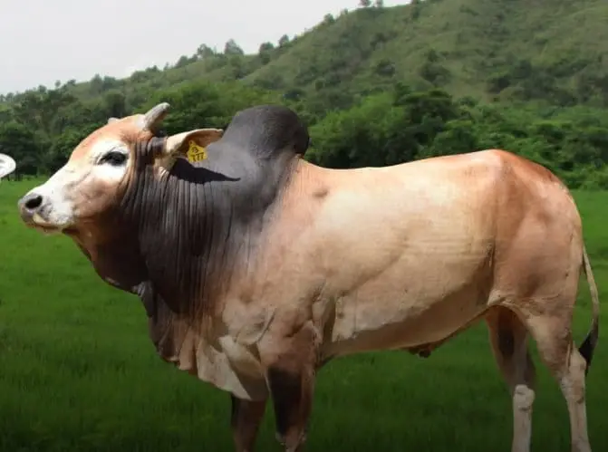 Sapi aceh Jantan