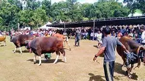 KONTES