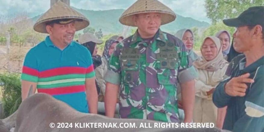 Indigofera Zollingeriana, Pakan Ternak Berprotein Tinggi Terobosan dari Korem 162Wira Bakti