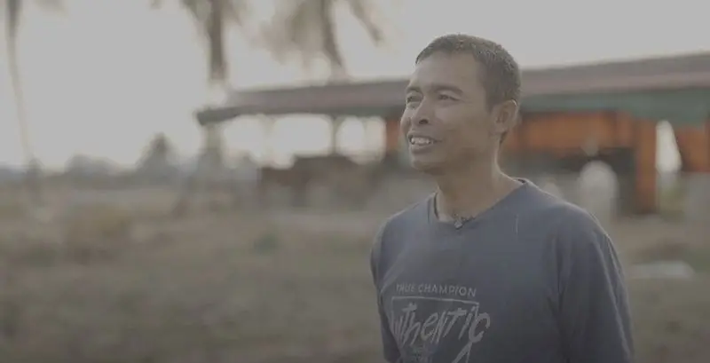 peternak sapi di merauke