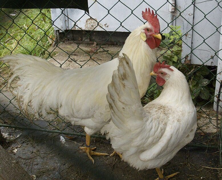 Ayam Leghorn Putih Jantan dan Betina (Photo : Bodlina)