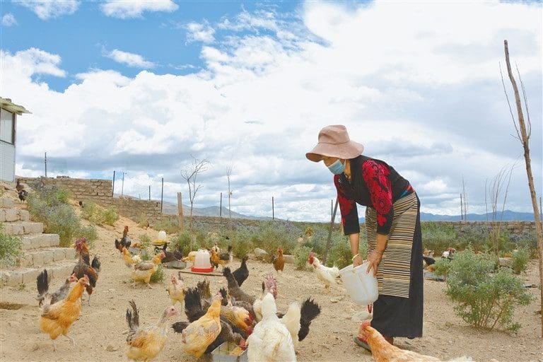 Peternak Rakyat Sedang Memberi Pakan Ayam Tibet (Photo : Eng.tibet.cn)