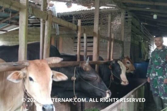 1 20240419 063542 0000