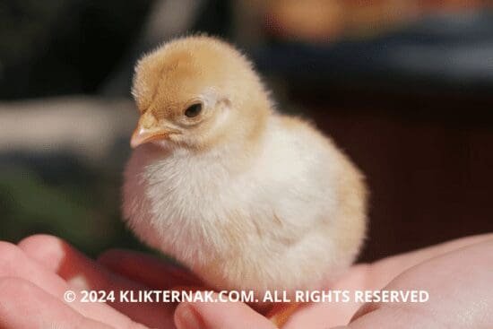 Thumbnail Website KT 1 1