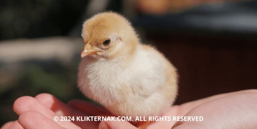 Thumbnail Website KT 1 1