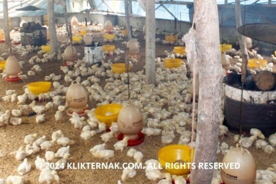 Thumbnail Website KT 2