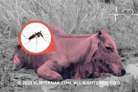 Thumbnail Website KT 5