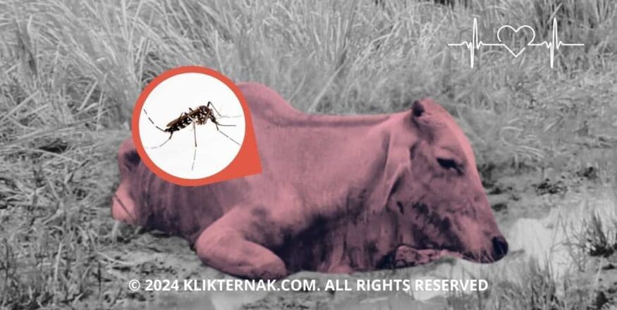 Thumbnail Website KT 5