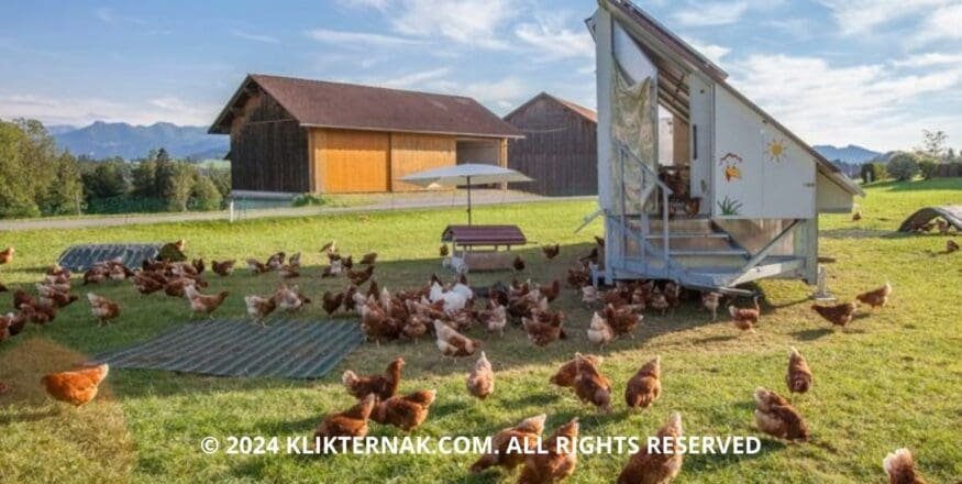 Thumbnail Website KT 1 1