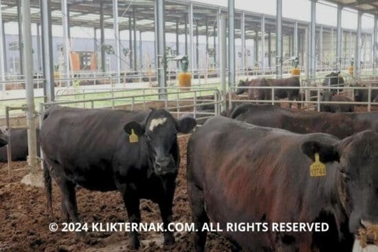 Thumbnail Website KT 3