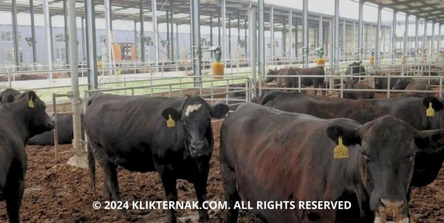 Thumbnail Website KT 3