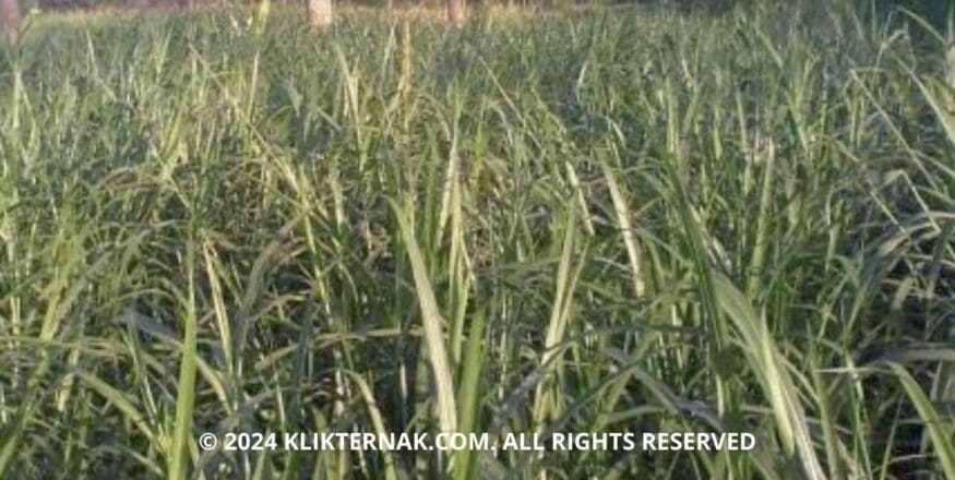 2 20240609 113924 0001