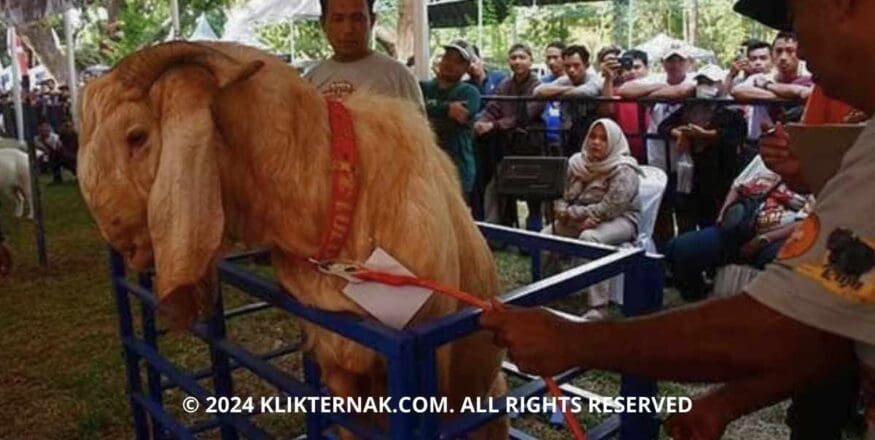 Thumbnail Website KT 1