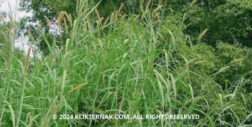 Thumbnail Website KT 2 2