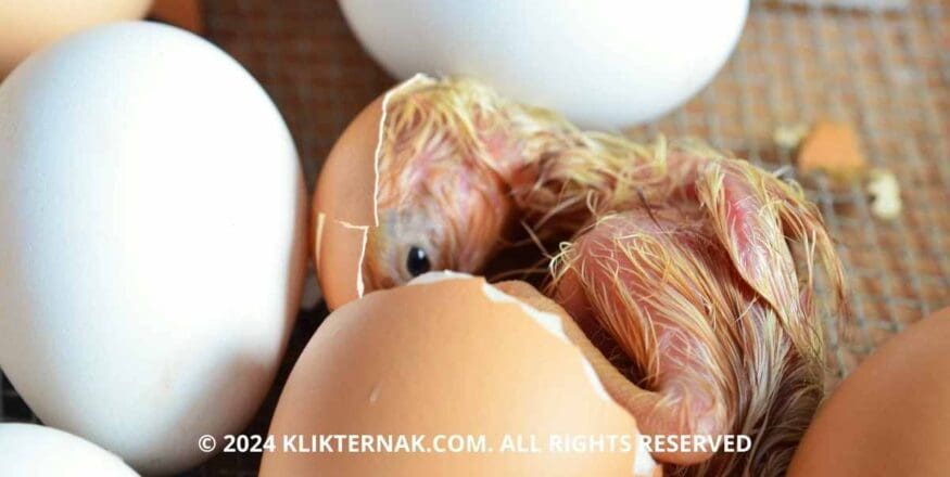 Thumbnail Website KT 3 1