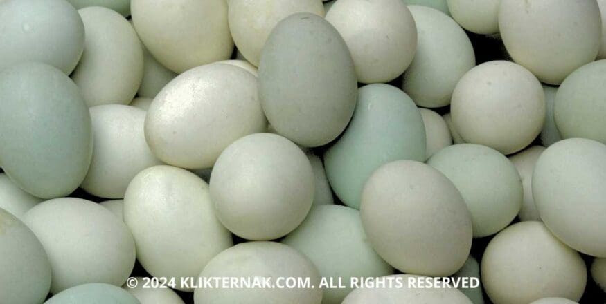 Thumbnail Website KT 5